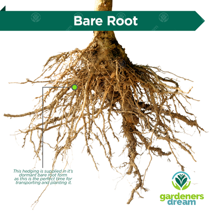 Golden Privet Bare Root Hedge | Wild Privet – Gardeners Dream