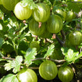 Gooseberry 'Hinnonmaki Yellow'
