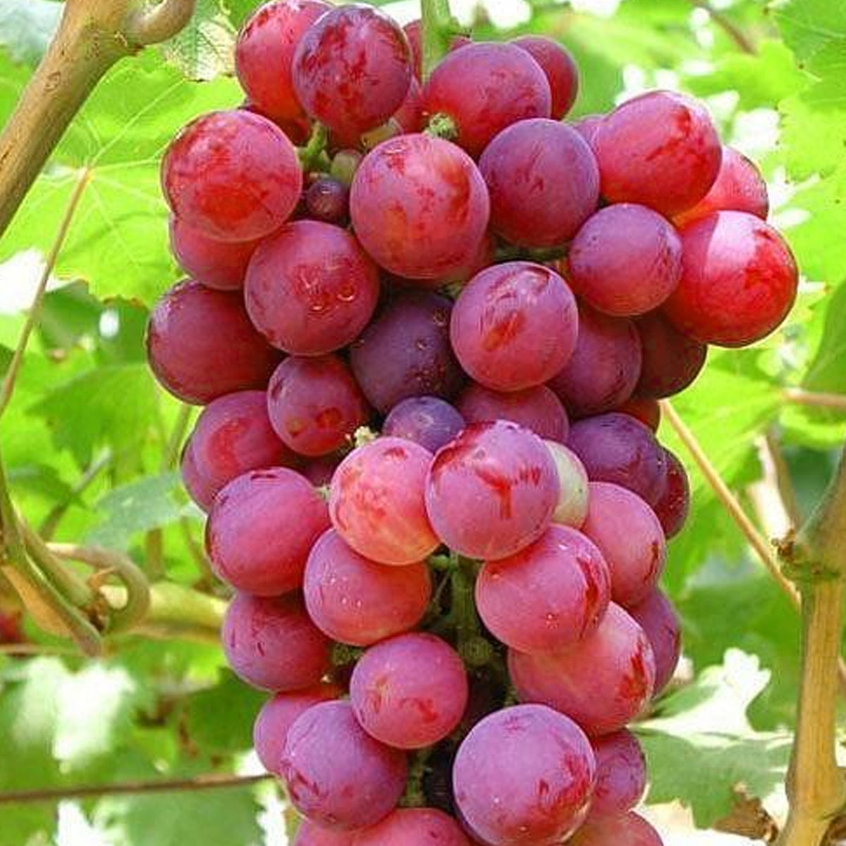 Redline Grape Red Grape Vine | Grape – Gardeners Dream