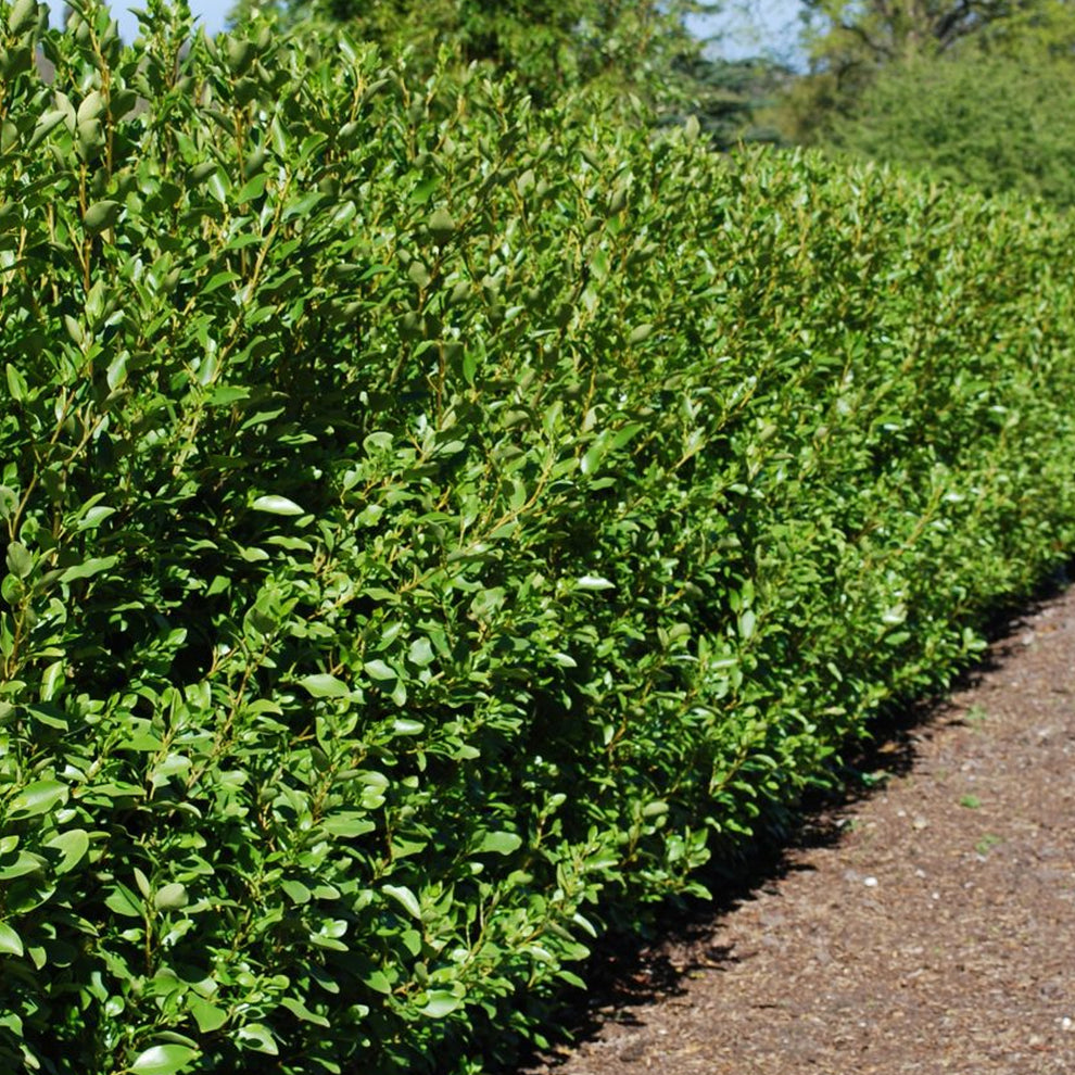 Griselinia littoralis | New Zealand Broadleaf – Gardeners Dream