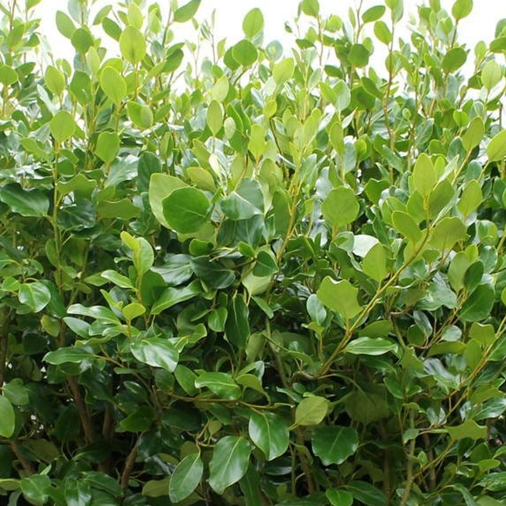 Griselinia littoralis | New Zealand Broadleaf – Gardeners Dream