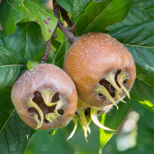 Mespilus 'Nottingham'