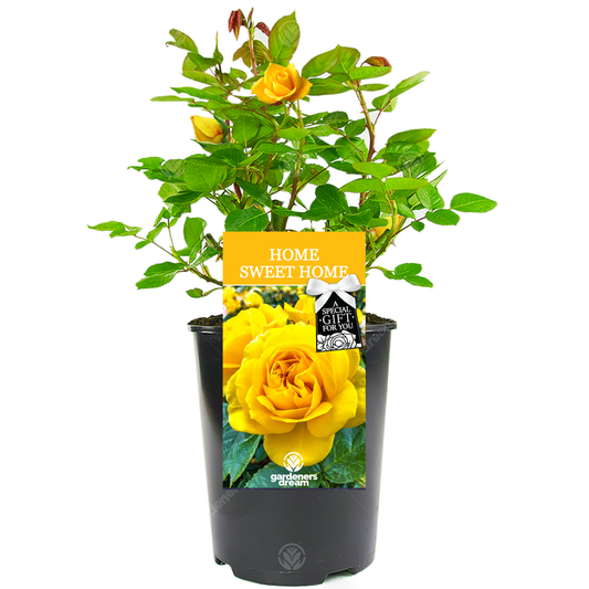 Housewarming Gift - Yellow Bush Rose