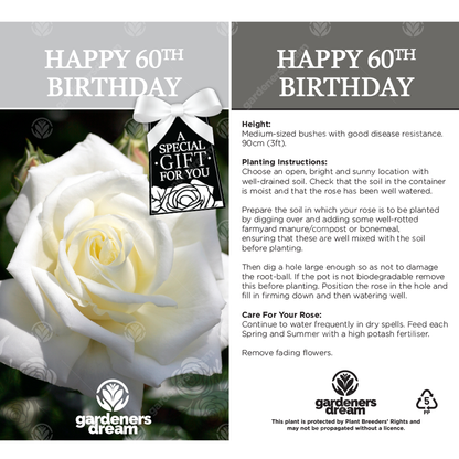 White Bush Rose - 60th Birthday Gift | Gift Note Rose – Gardeners Dream
