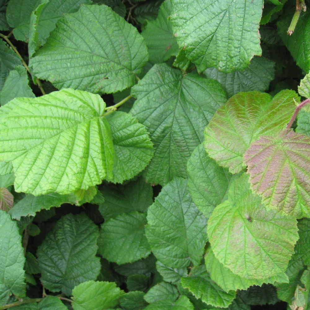 Hazel Bare Root Hedge | Common Hazel – Gardeners Dream