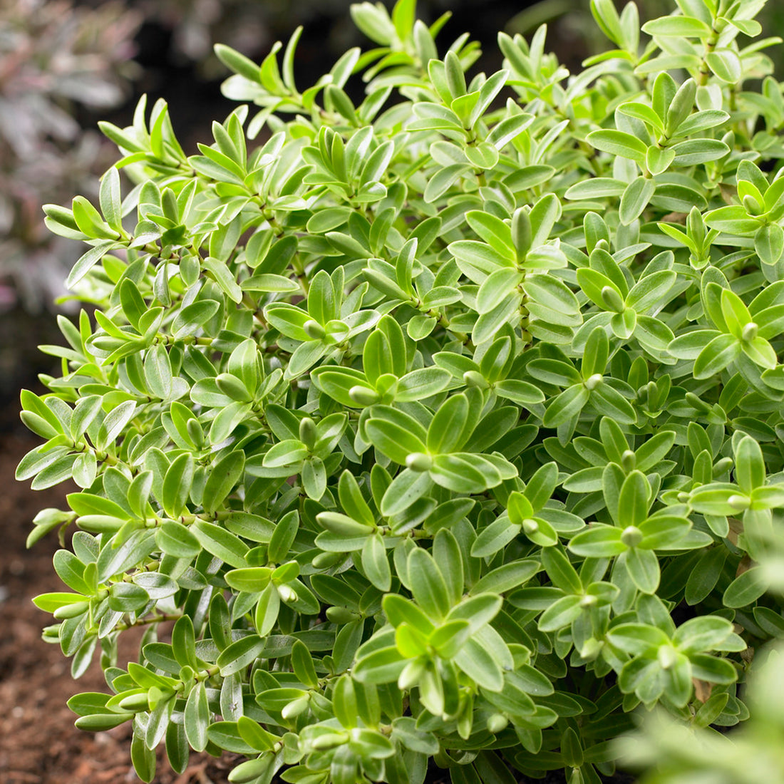 Hebe rakaiensis | Shrubby Veronica – Gardeners Dream