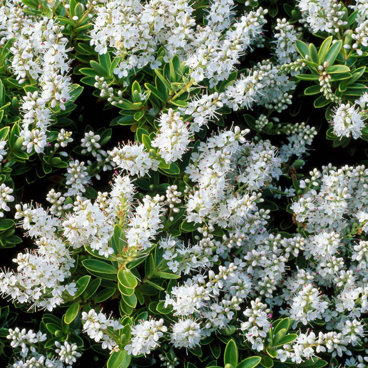 Hebe rakaiensis | Shrubby Veronica – Gardeners Dream