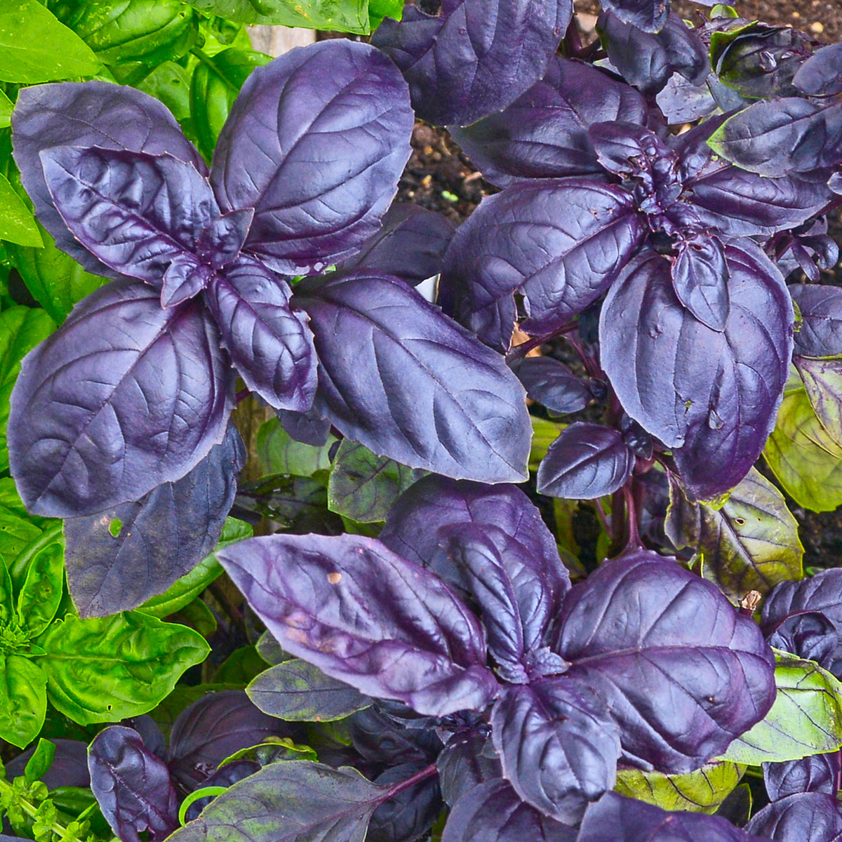 Basil