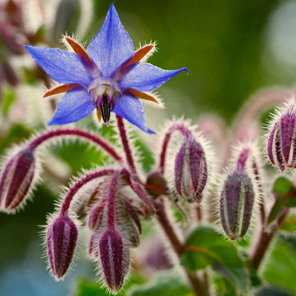 Borage Common Herb Plants | Borago officinalis – Gardeners Dream