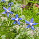 Borage Common