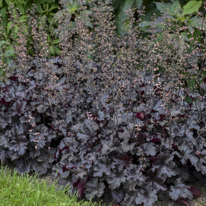 Heuchera Black Beauty Coral Bells Gardeners Dream heuchera-black-beauty-coral-bells-gardeners-dream