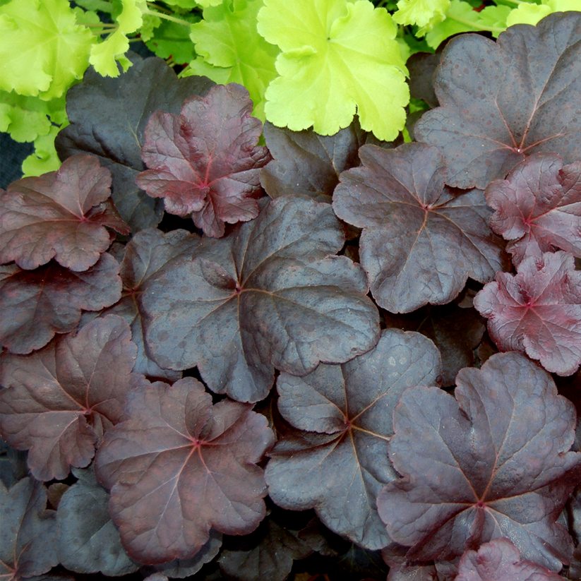 Heuchera Obsidian Coral Bells Gardeners Dream heuchera-obsidian-coral-bells-gardeners-dream