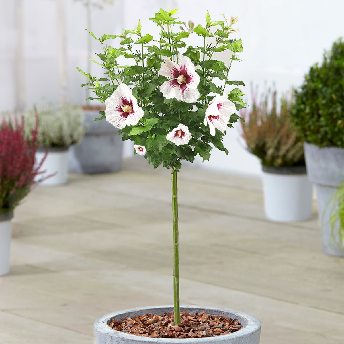 Habiskit Tree Flowering Hibiscus Tree How To Grow And Care For Hibiscus Trees
