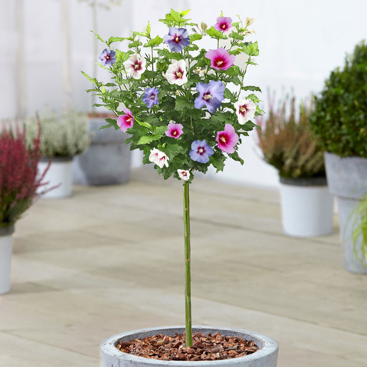 Flowering Trees | Blossom Trees | Gardeners Dream