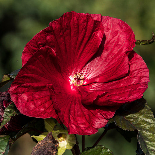 Hibiscus 'Carousel Geant Red'