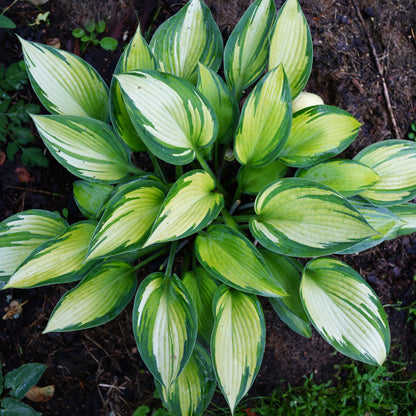 Hosta 'June' | Plantain Lily – Gardeners Dream