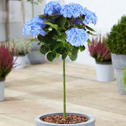 Blue Hydrangea macrophylla Patio Tree