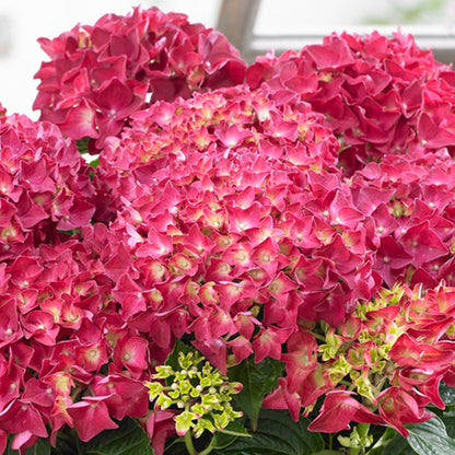 Red Hydrangea | Mophead Hydrangea – Gardeners Dream