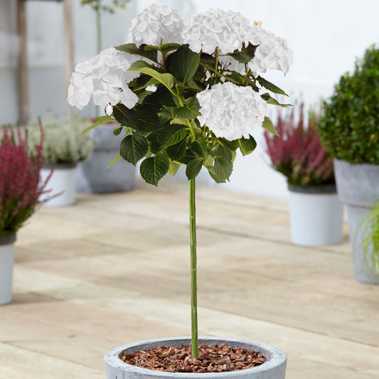 White Hydrangea macrophylla Patio Tree