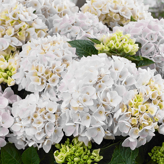 White Hydrangea