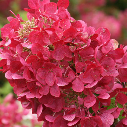 Hydrangea 'Diamond Rouge' | Panicle Hydrangea – Gardeners Dream