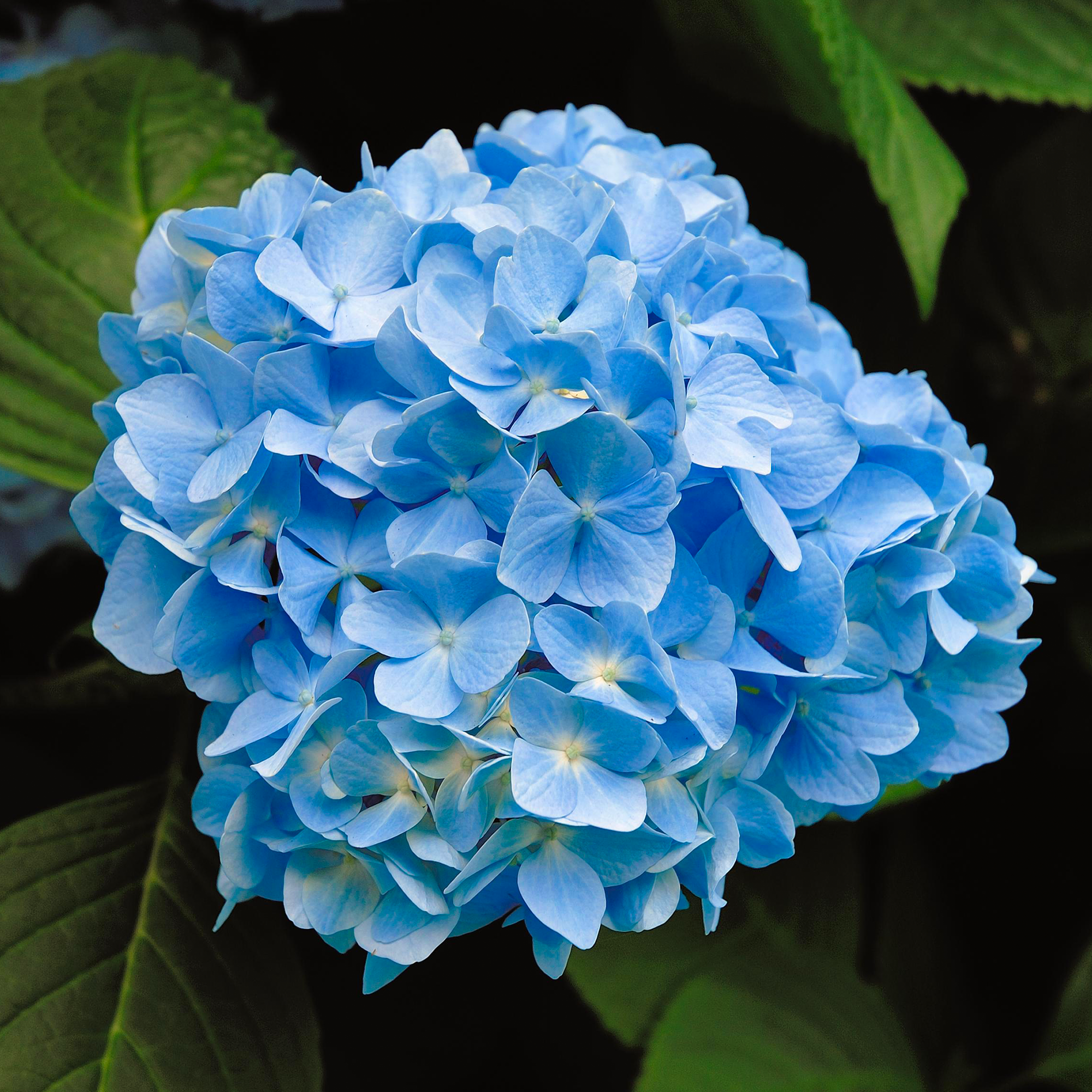 Hydrangea Nik Hydrangea 'Nikko Blue' | Mophead Hydrangea – Gardeners Dream
