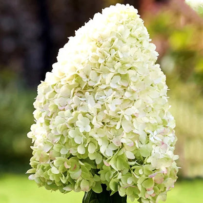 Hydrangea 'Hercules' | Hortensia – Gardeners Dream