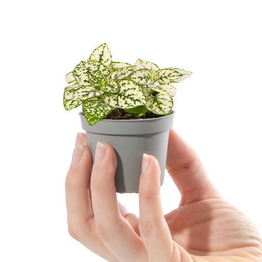 Baby Hypoestes 'White'