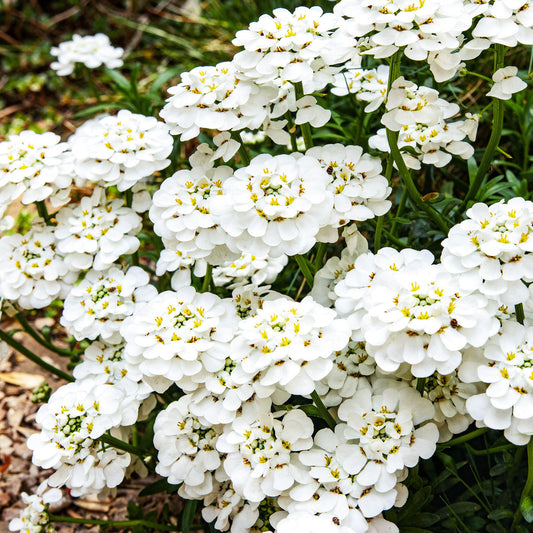 Iberis 'Snowflake'
