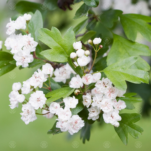 Crataegus 'Plena'
