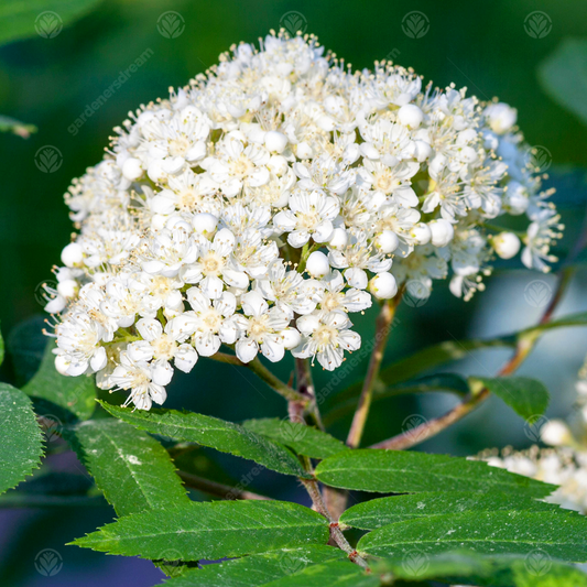 Sorbus 'Sheerwater Seedling'