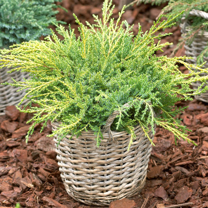 Juniperus 'Gold Star' | Common Juniper – Gardeners Dream