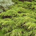 Juniperus 'Pfitzeriana Aurea'