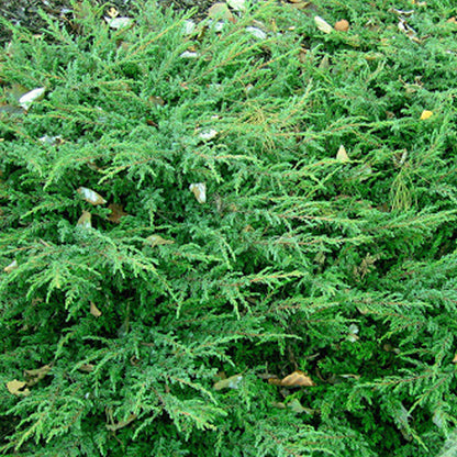 Juniperus 'Repanda' | Common Juniper – Gardeners Dream