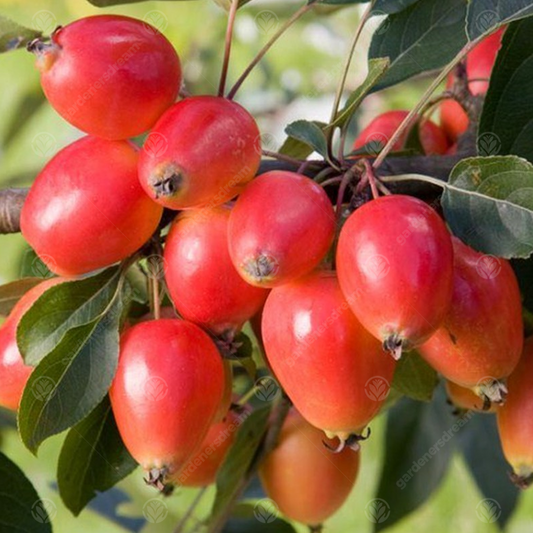 Malus 'John Downie'