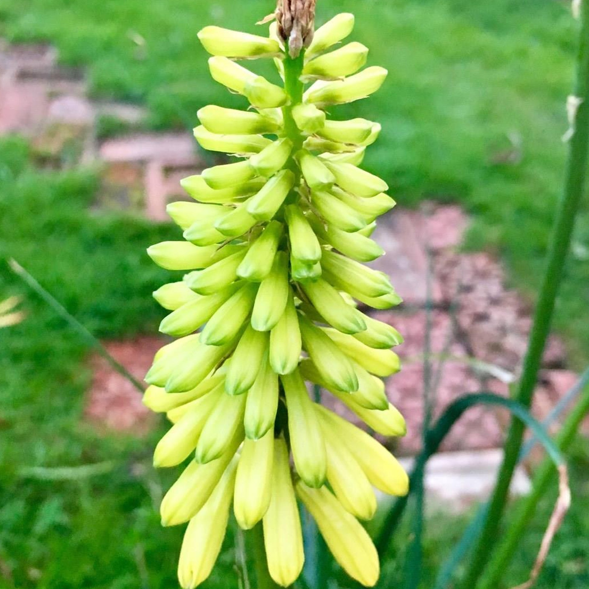 pineapple poker plant Kniphofia 'Pineapple Popsicle'