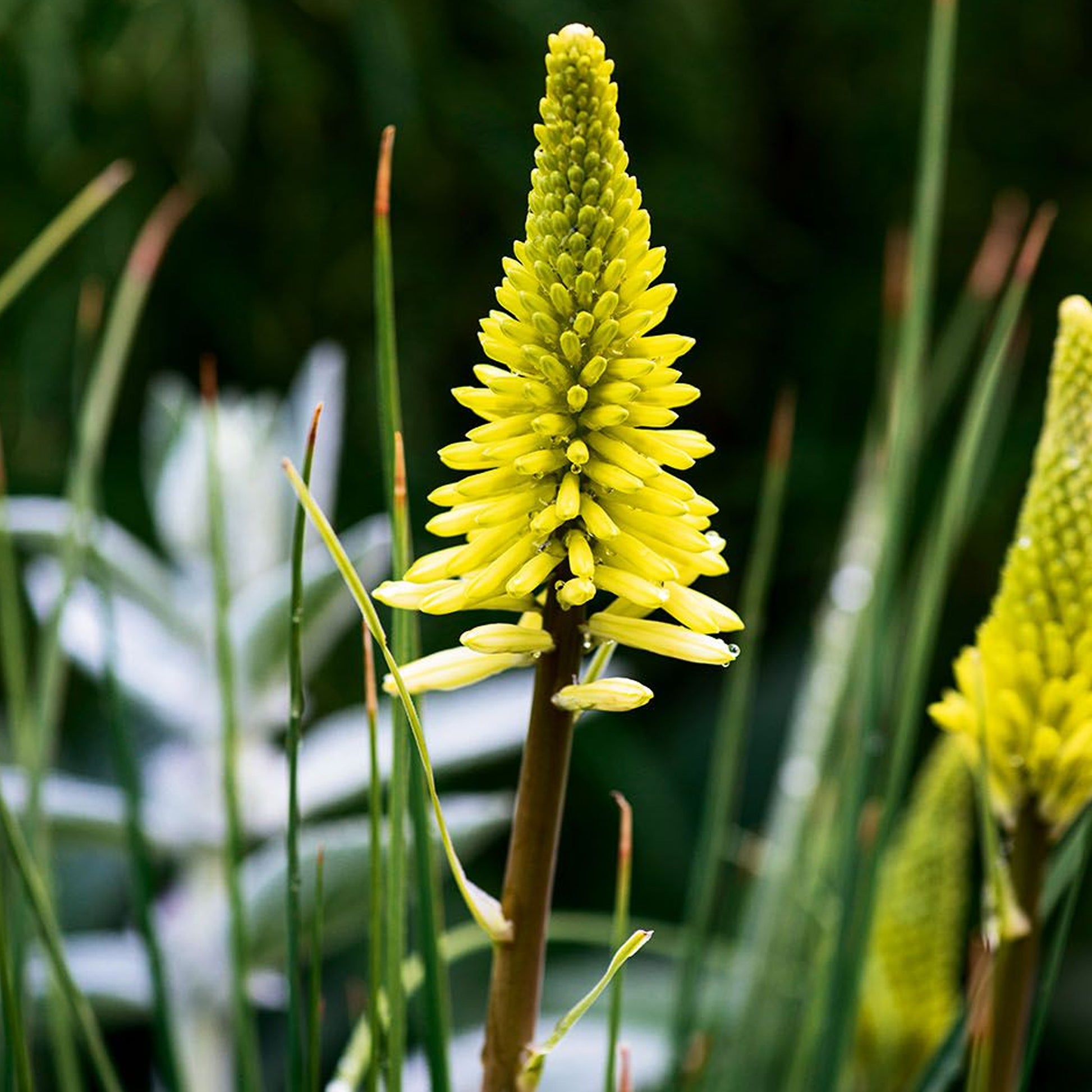pineapple popsicle plant Kniphofia 'Pineapple Popsicle'