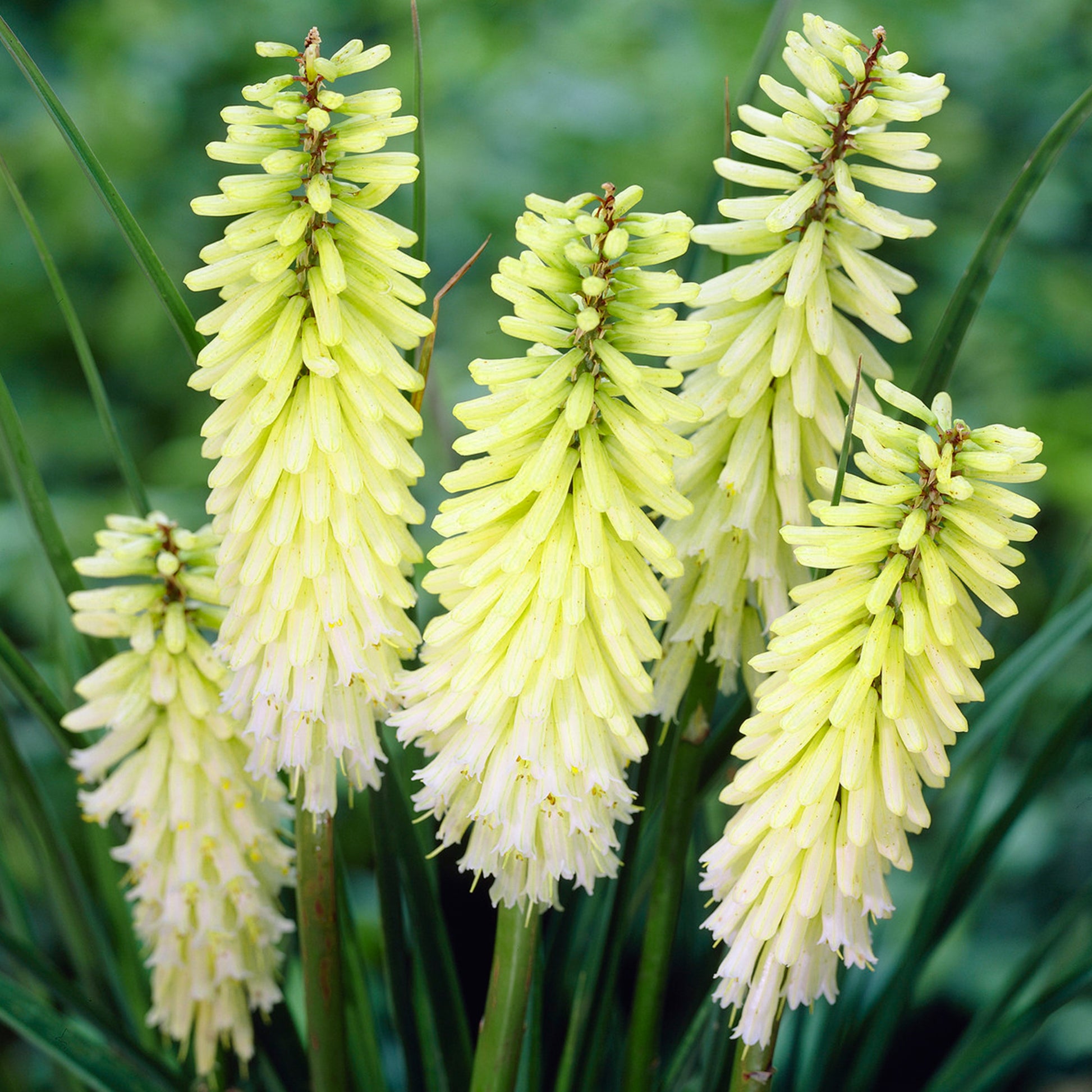 pineapple popsicle plant Kniphofia 'Pineapple Popsicle'