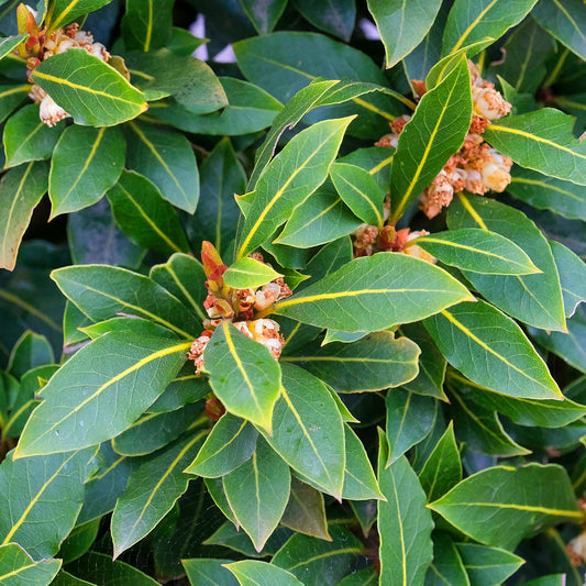 Laurus nobilis