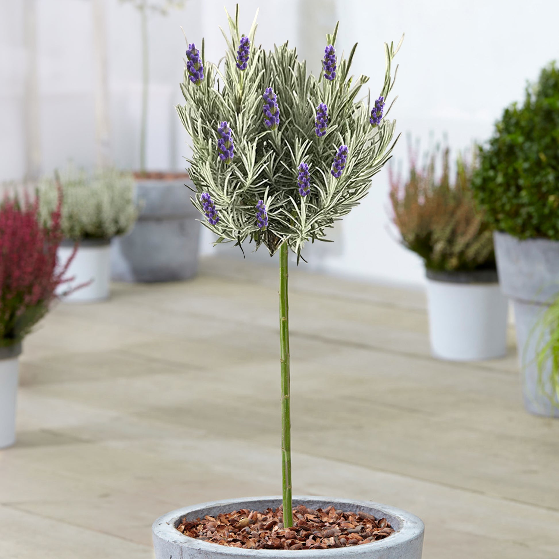standard lavender tree Lavandula 'Munstead' Patio Tree