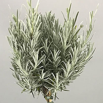 Lavandula 'Munstead' Patio Tree | English Lavender Tree – Gardeners Dream