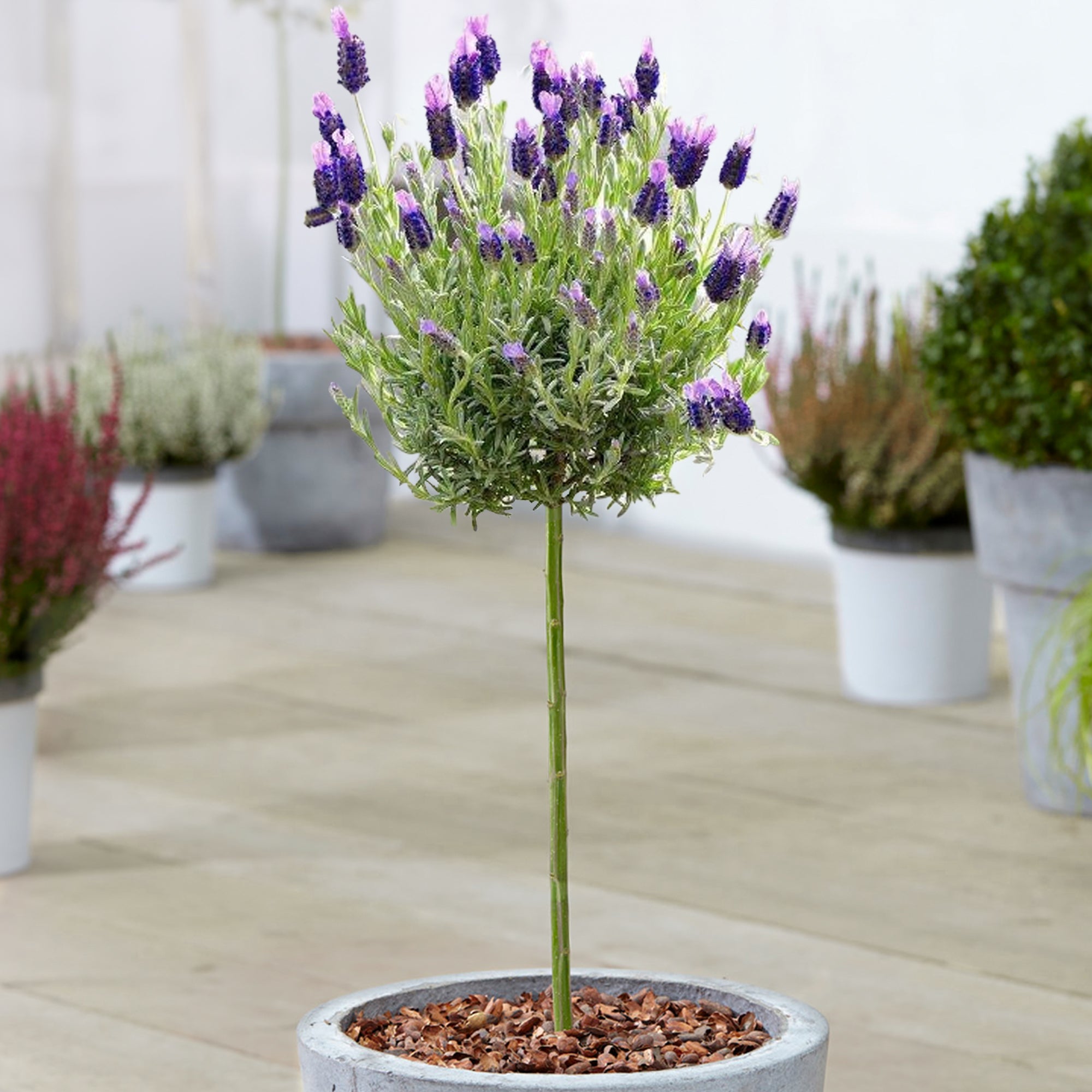 Lavandula stoechas Patio Tree | Spanish Lavender Tree – Gardeners Dream
