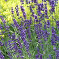 Lavender 'Munstead'