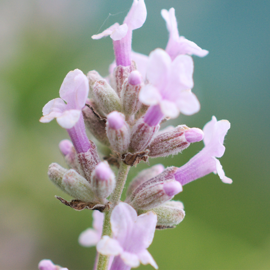 Lavender 'Rosea'