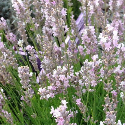Lavandula 'Rosea' | English Lavender – Gardeners Dream