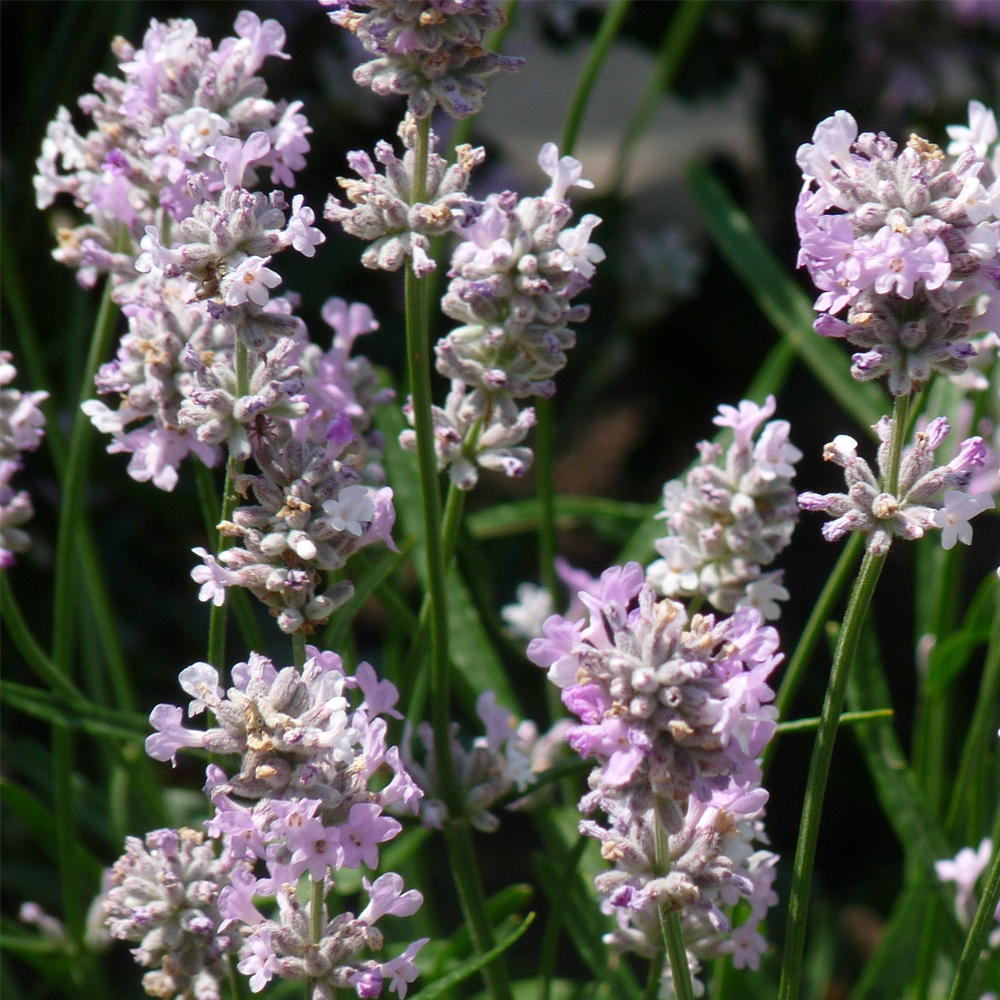 lavender rosea plants Lavandula 'Rosea' Herb Plants