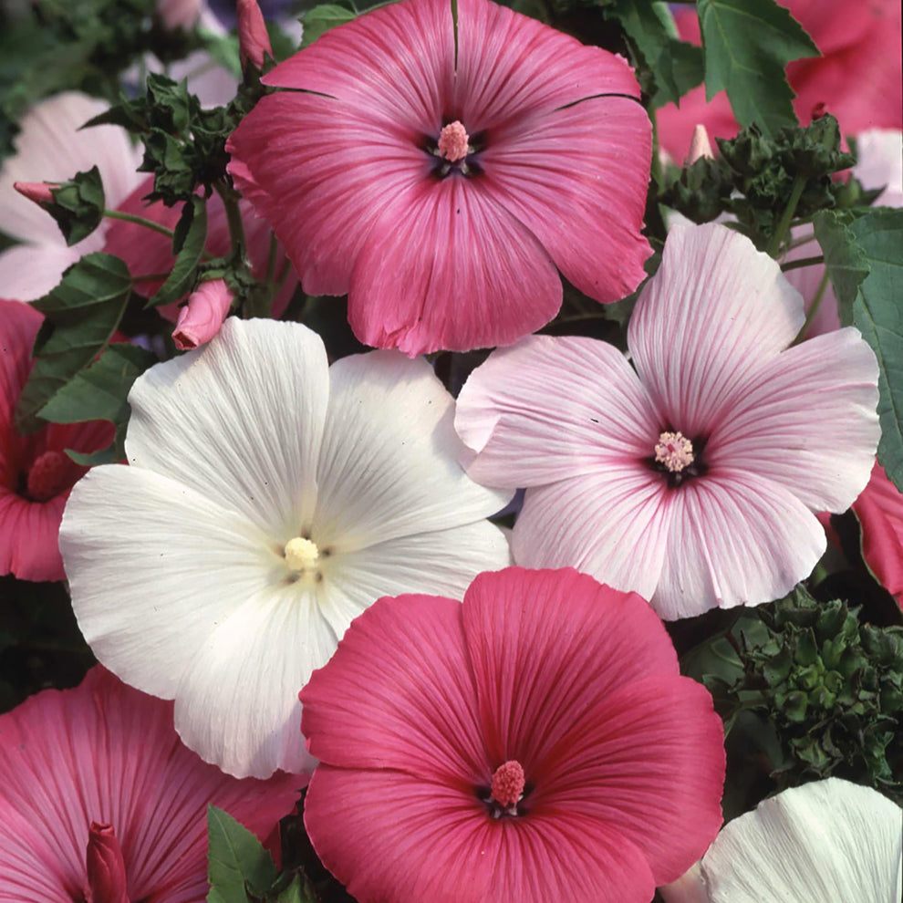 Lavatera Mix | Tree Mallow – Gardeners Dream