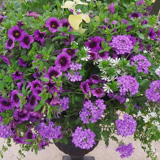 Lavender Shades Basket Plants