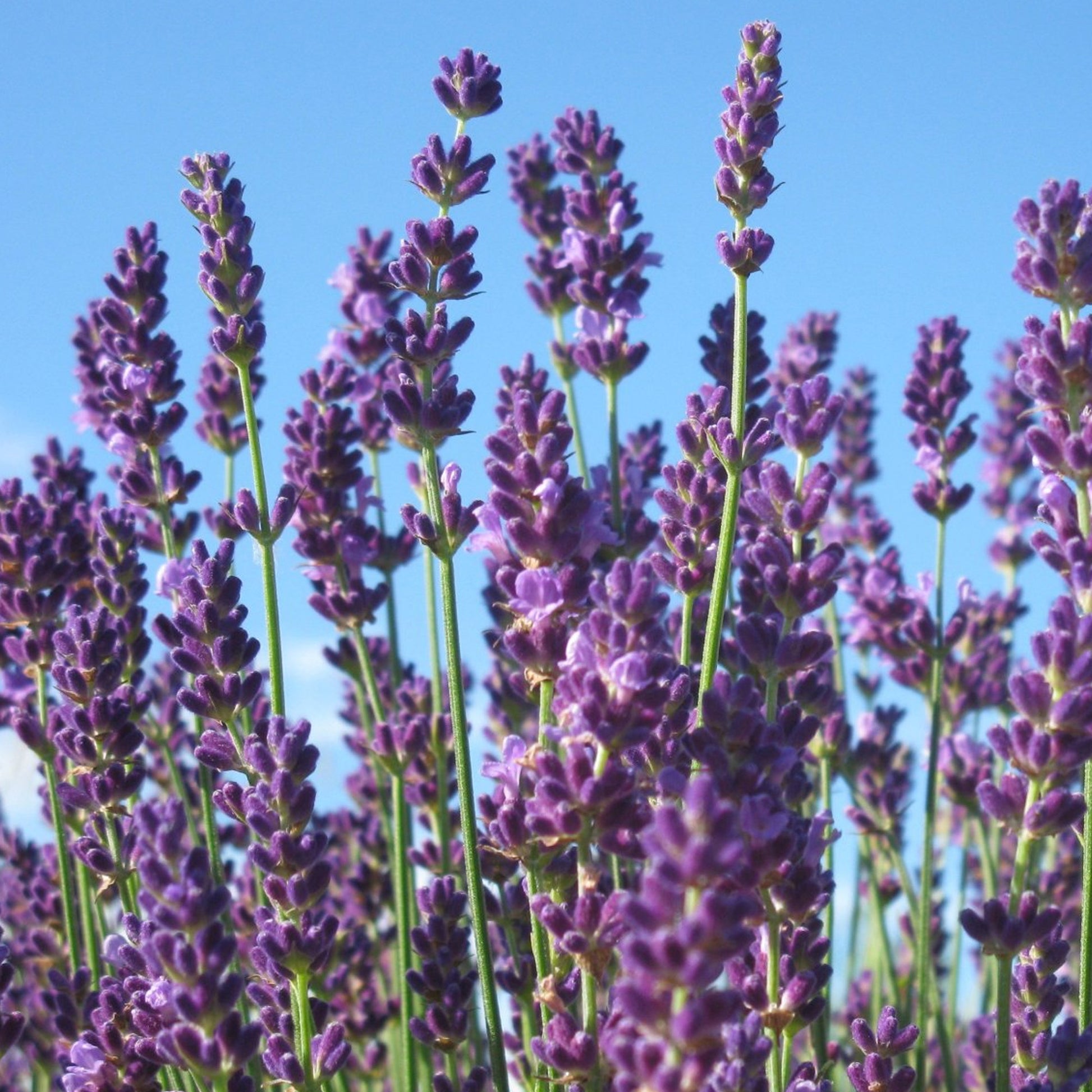 blue spear lavender plant Lavender 'Blue Spear' Herb Plants