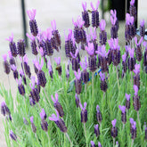Lavender stoechas